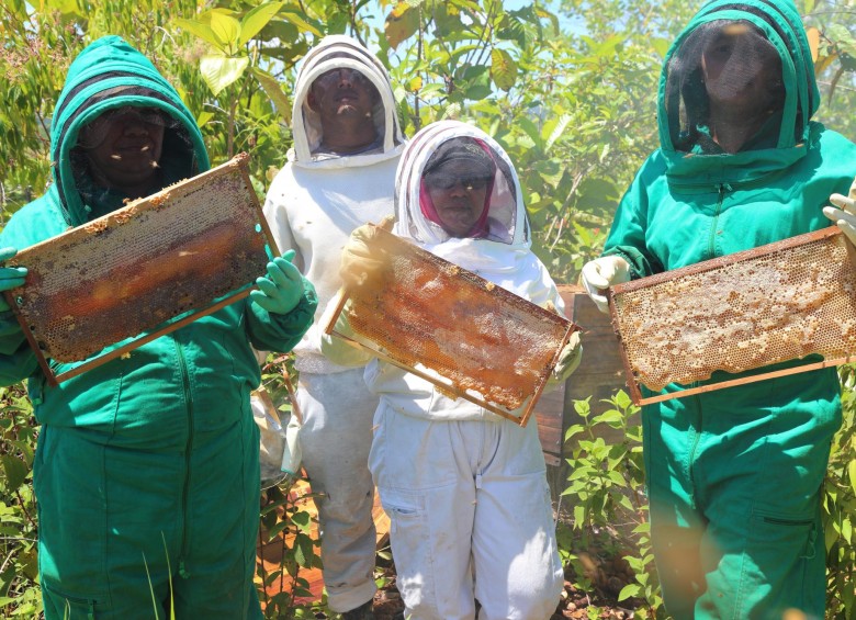 La miel cultivada en el Bajo Cauca cumple los estándares de calidad amigables con el medio ambiente. Desde el cultivo hasta la recolección del producto se cumplen todas las normas de seguridad. FOTOS cortesía oro legal
