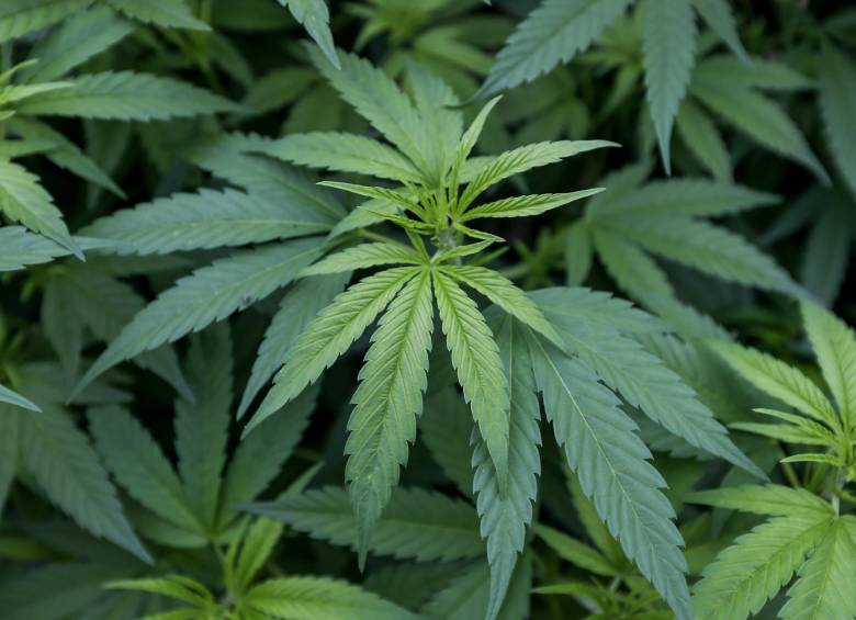 Al proyecto de reforma constitucional para el uso recreativo del cannabis le faltan siete debates en el Congreso. FOTO SANTIAGO MESA