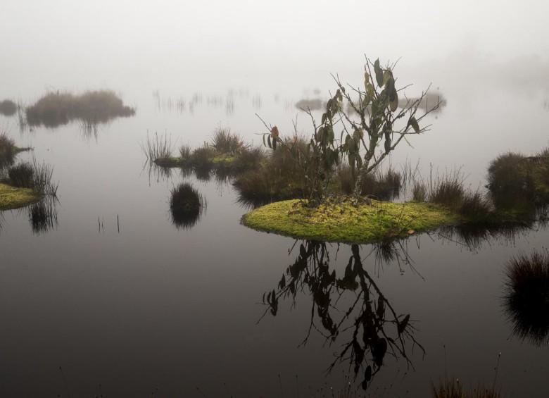 La laguna en la parte alta del páramo se encuentra a 3.100 msnm. Alberga múltiples especies de fauna y flora, algunas de ellas endémicas de esta región. Foto : Esteban Vanegas