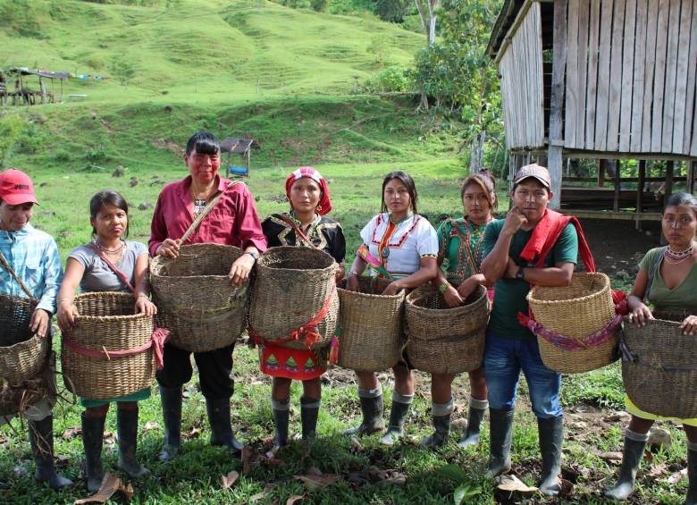 En Urabá, 14 comunidades de 3 resguardos indígenas se benefician de los proyectos. FOTO cortesía conexión biocaribe