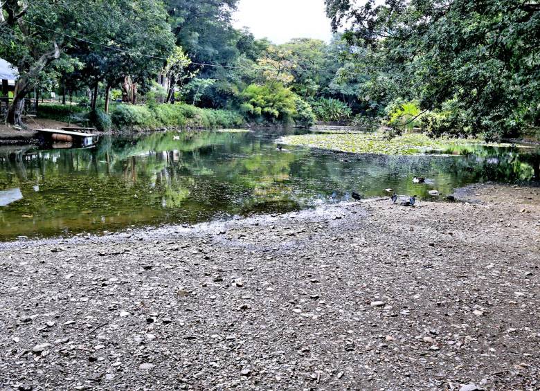 La laguna Francisco José de Caldas, en el Jardín Botánico, afectada por la temporada seca. FOTO juan antonio sánchez