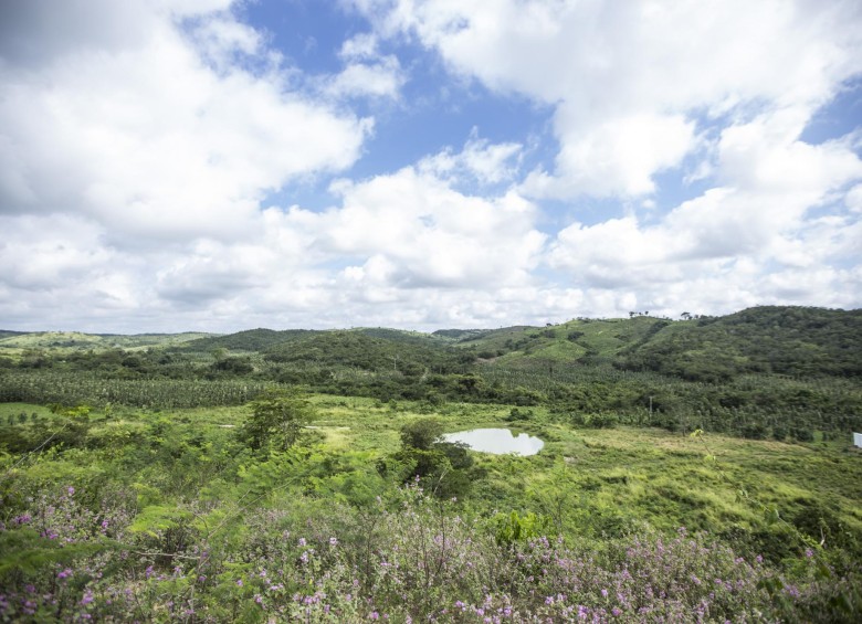 Desde 2005 el Grupo Argos decidió llevar a cabo en la región de los Montes de María su proyecto de reforestación adquiriendo tierras por $20 mil millones. FOTO cortesía