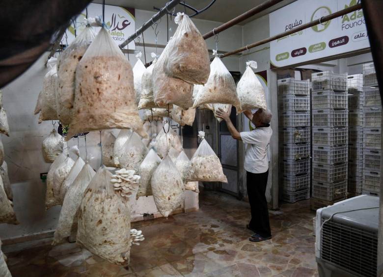 En Siria, los champiñones remplazaron a la carne