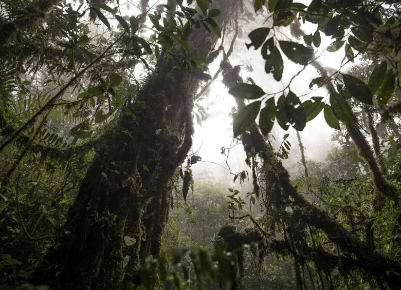 Se encontraron pruebas de la existencia de un árbol primitivo llamado Eospermatopteris. Foto Esteban Vanegas Londoño
