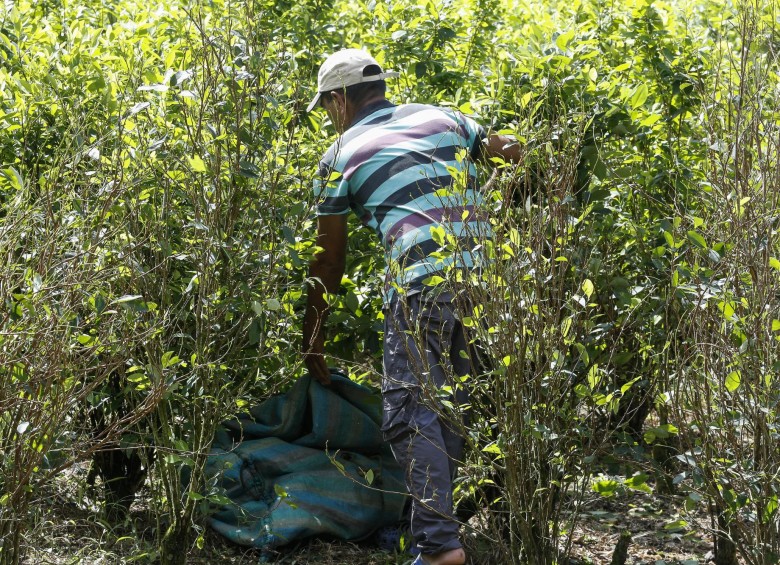 El cultivo de hoja de coca alcanzó las 171.000 hectáreas en 2017. FOTO Manuel Saldarriaga.