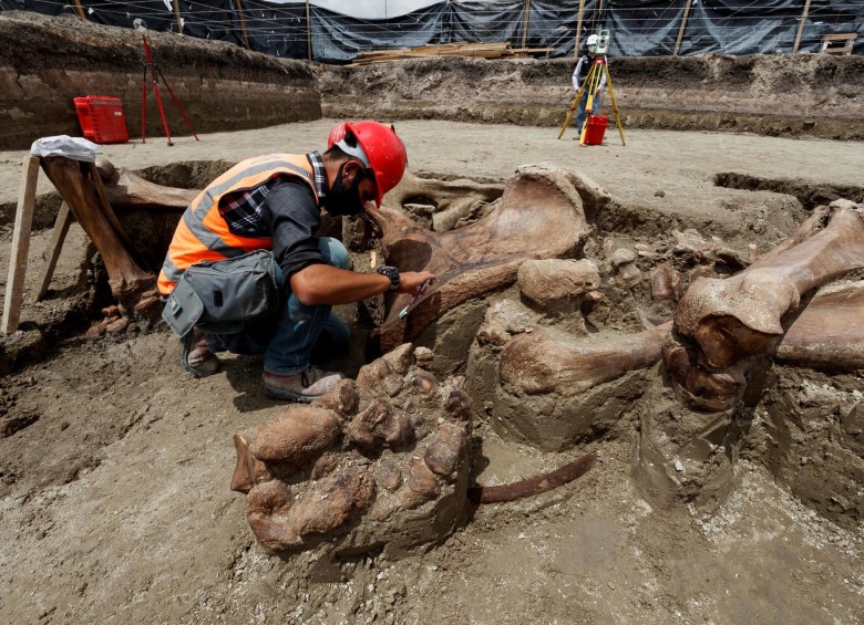 Importantes restos de mamut fueron hallados en México. FOTO EFE