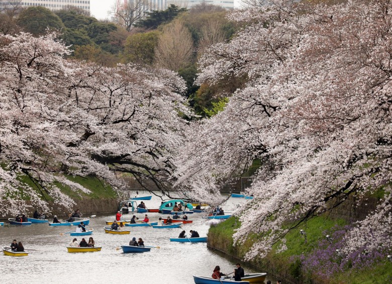 Tokiotas y turistas llenaron las calles y los parques de la capital nipona para disfrutar un año más del máximo esplendor de los cerezos en flor, un fenómeno que marca el comienzo de la primavera en Japón. FOTO EFE