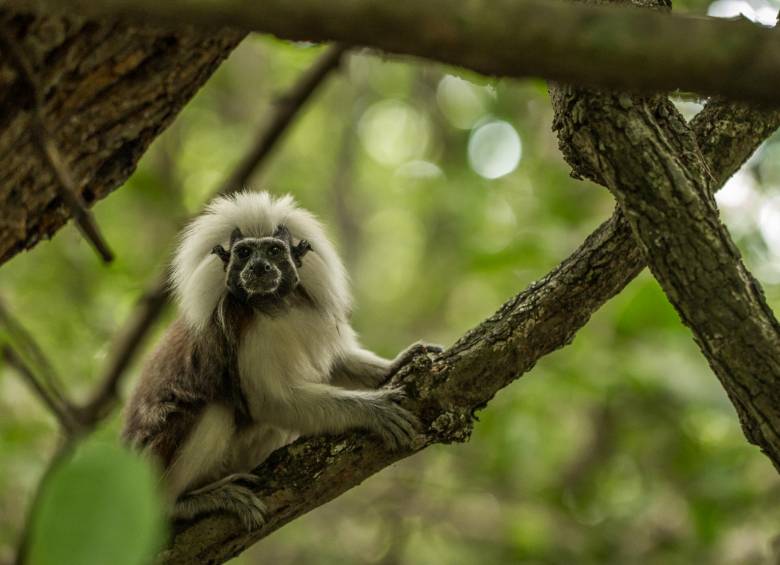 El tití cabeciblanco es uno de los protagonistas. Pesa apenas 500 gramos y sufre la amenaza del ser humano que lo captura para el comercio de mascotas FOTO cortesía