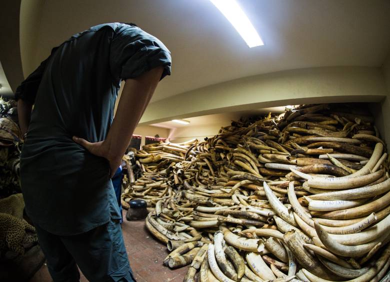 Yao Ming evidencia los horrores del asesinato de elefantes para extraerle sus colmillos, las imágenes del documental son impactantes. FOTO Cortesía