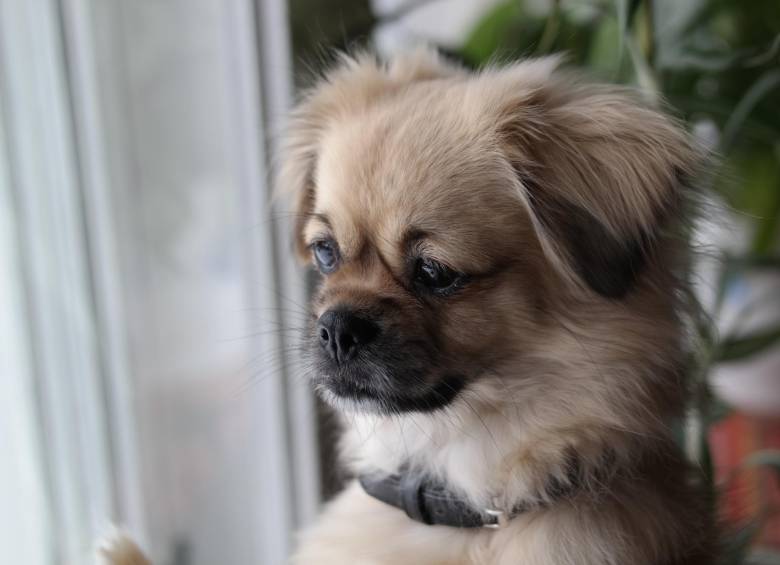 Los perros podrán presentar ansiedad por separación cuando el cuidador comience a ausentarse más a menudo. En los gatos no es tan común. FOTO sstock
