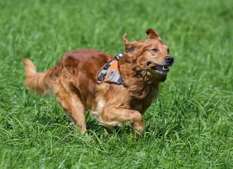 Su nombre es Capo, es uno de los perros de rescate de Redog en Suiza. FOTO AFP