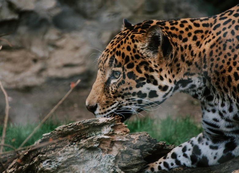 El cambio climático ha reducido el hábitat del leopardo de las nieves, especie amenazada de Asia Central, y también los pastos de las comunidades ganaderas locales, lo que aboca a humanos y felinos a un conflicto en el que seguramente estos últimos acabarán perdiendo, advierte Naciones Unidas. Foto: Stock Up