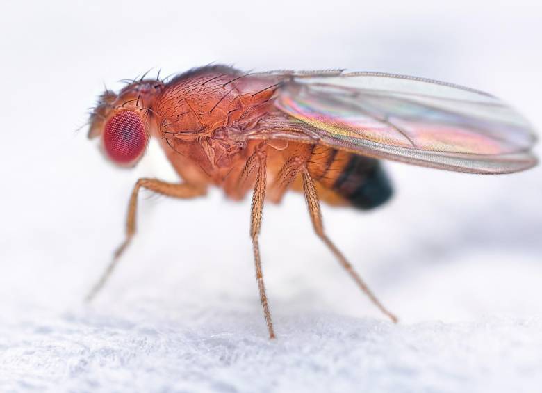 Los humanos tenemos mucho en común con la mosca de la fruta o Drosophila melanogaster. FOTO: SSTOCK