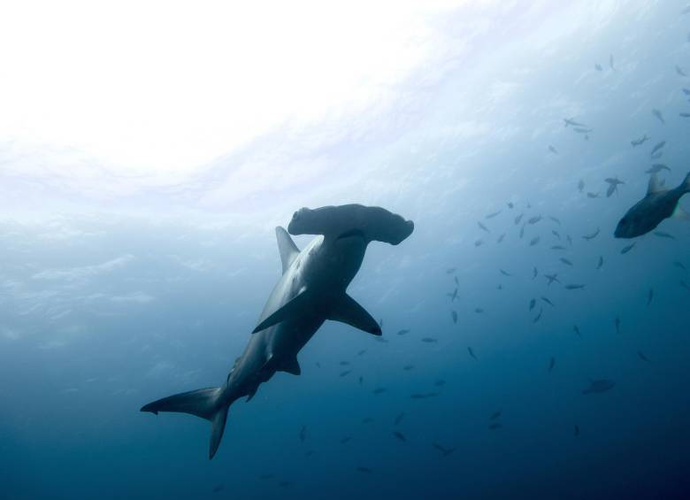 Malpelo y sus tiburones martillo serán protegidos