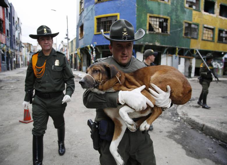 En El Bronx encontraron decenas de perros, gatos y hasta peceras