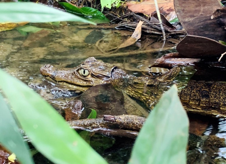 Viaje al profundo Amazonas para redescubrir el caimán del Apaporis 
