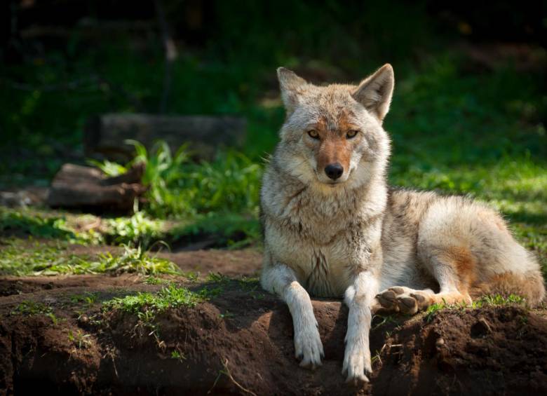 El coyote es una especie de Norte América que ha ido colonizando el centro. Hay preocupación por Colombia. FOTO sstock