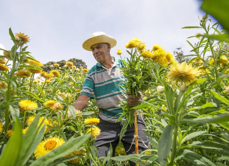 En 1982 Jaime Atehortúa ganó su primer premio con un retrato de Santa Elena, la tierra de las flores. FOTO JULIO C. HERRERA