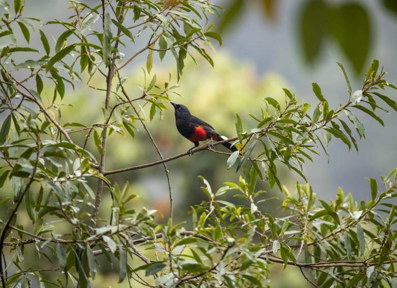 Cacique candela es una de las aves comunes en la región. FOTO Esteban Vanegas