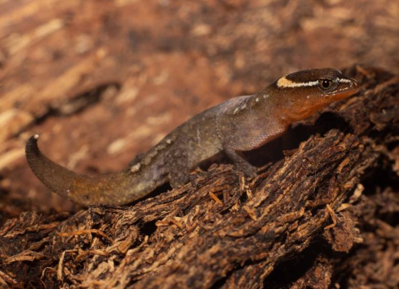 El lagarto más pequeño del mundo vive en el Parque Nacional Natural Tayrona 
