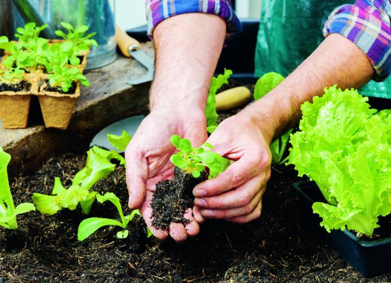 Los recipientes que se van a usar para plantar deben estar bien lavados y tener un buen drenaje. El Jardín Botánico ofrece cursos para aprender sobre agricultura urbana. FOTO SSTOCK