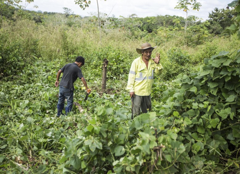 Crecer en Paz hereda un programa que habilitó ya 300 hectáreas productivas con campesinos de Carmen de Bolívar. FOTO cortesía