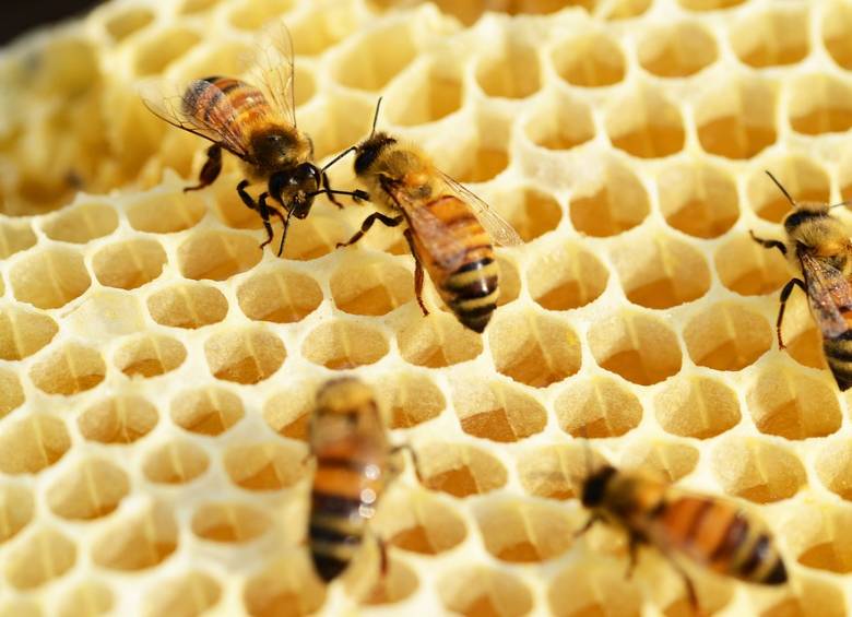 Miel de abejas está contaminada con insecticidas. Foto Pixabay