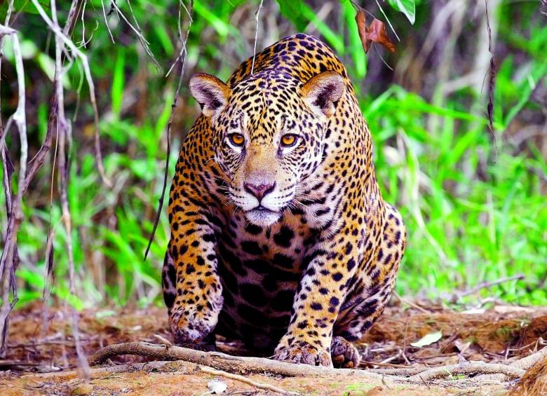 ¿Qué hacer para salvar el jaguar en el país?