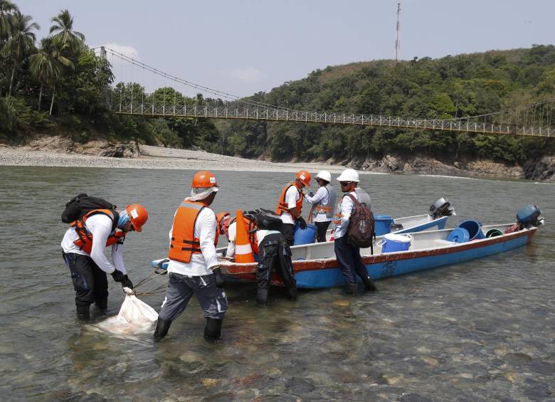 Cuadrillas de biólogos y expertos ambientales de EPM recorren, desde el cierre de compuerta, el río Cauca aguas abajo de Hidroituango para salvar fauna. FOTO Manuel Saldarriaga