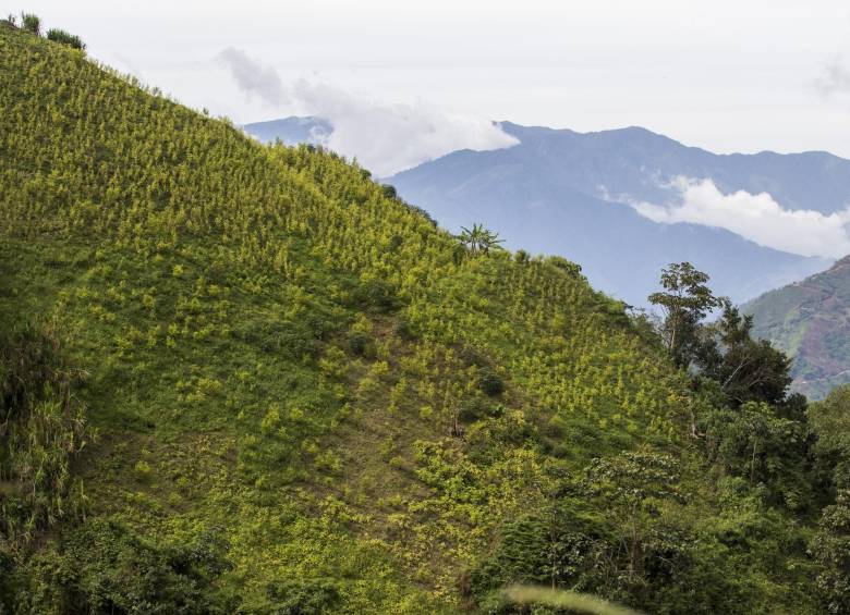 Cultivo ilícito de coca en la vereda Pueblo Nuevo, de Briceño. Foto: Esteban Vanegas.