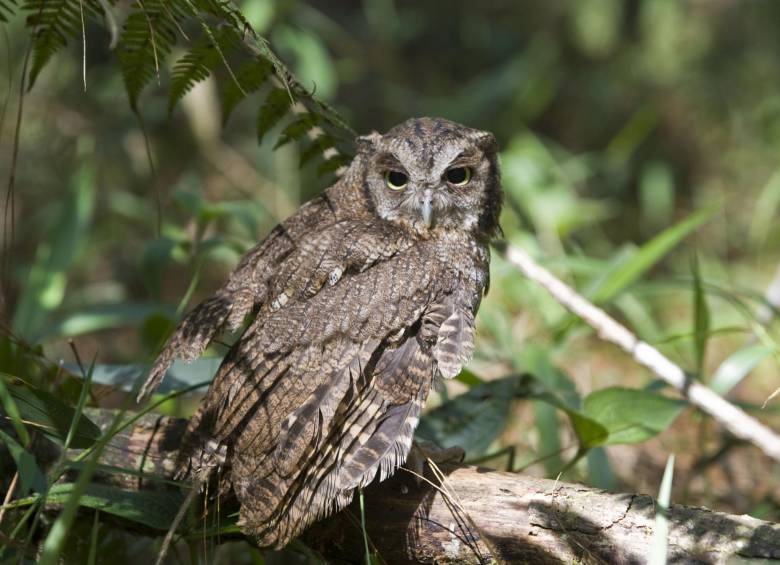 90 animales rescatados del tráfico ilegal volvieron a los bosques