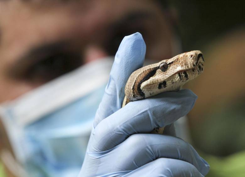 90 animales rescatados del tráfico ilegal volvieron a los bosques