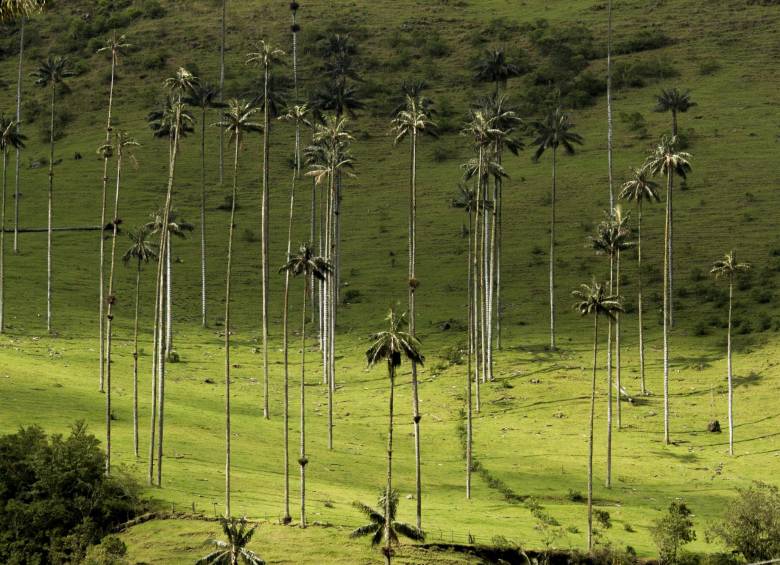 El Eje cafetero es uno de los destinos con más potencial en Colombia. FOTO ARCHIVO