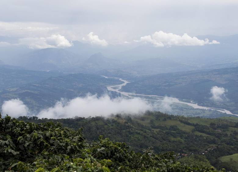 Paisaje de una finca cafetera en Fredonia. FOTO Carlos Alberto Velásquez 