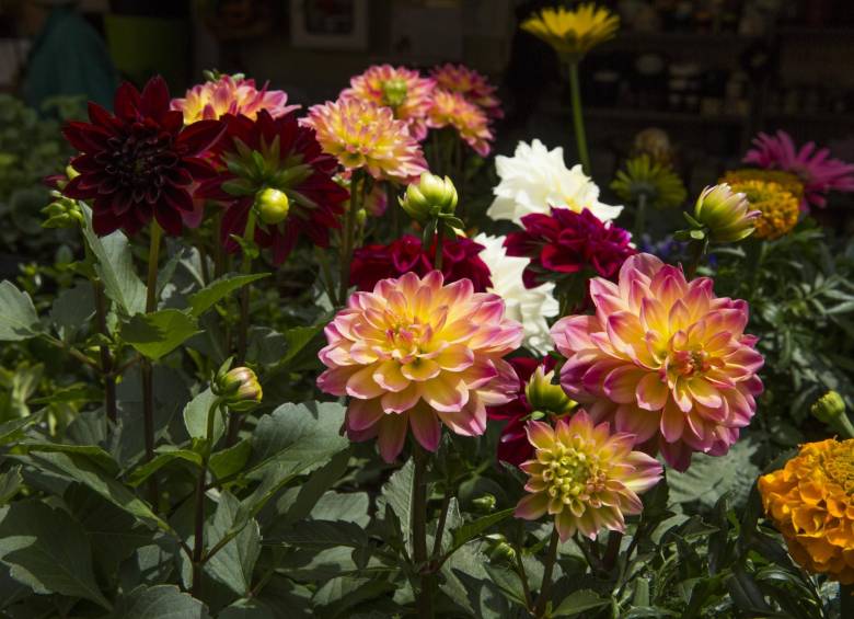 Que su jardín sea el más florecido