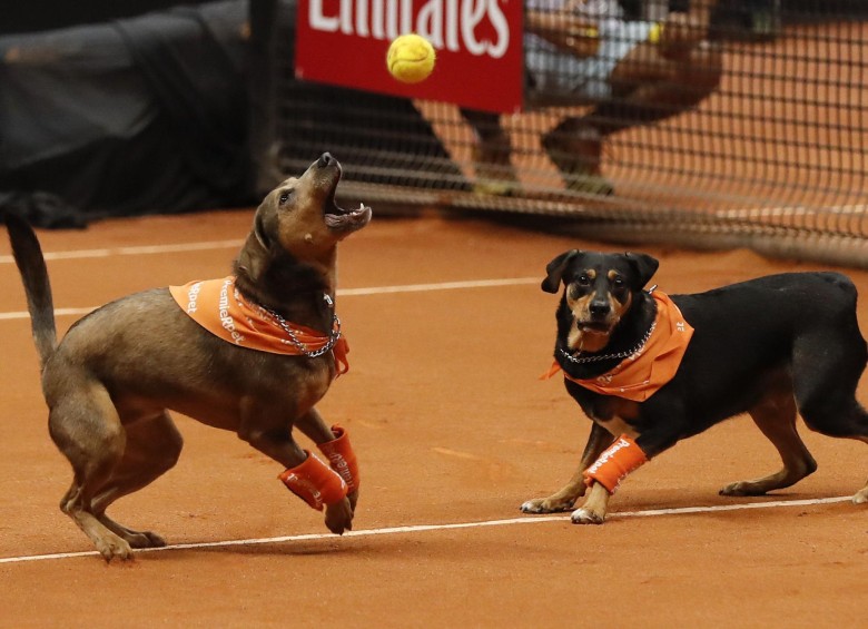 Perros entrenados para recoger las bolas de tenis participaron en un evento de exhibición con el objetivo de promover la adopción de animales callejeros. FOTO EFE/Sebastião Moreira