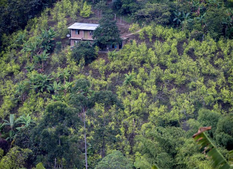 Aumentaron el 17 % los cultivos de coca en Colombia, según la ONU. FOTO: Archivo El Colombiano