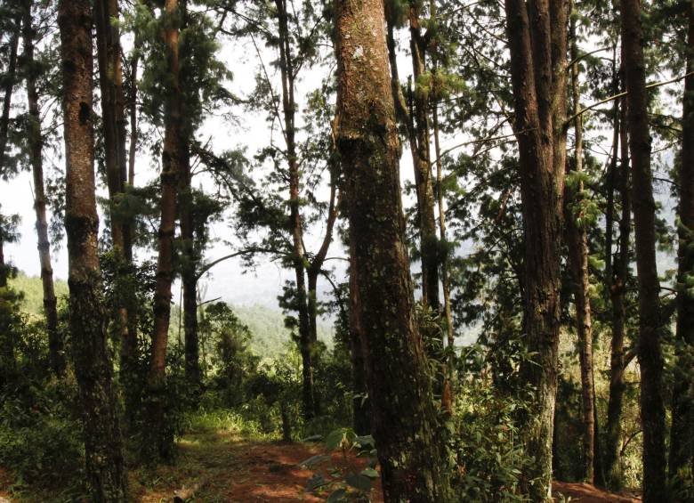 Colombia perdió en un periodo de 15 años al menos 608.000 hectáreas de bosque húmedo tropical. FOTO EDWIN BUSTAMANTE