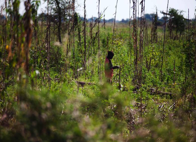 Los estragos dejados por el cambio climático en la agricultura son actualmente la principal amenaza para que el mundo avance. FOTO afp