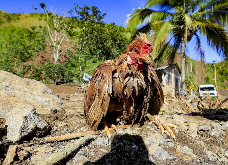 Así será la entrega de alimentos para animales damnificados de Dabeiba y Urrao