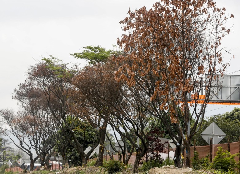 Trasplante de plantas reales del sector Ayurá a Contegral. Foto: Jaime Pérez