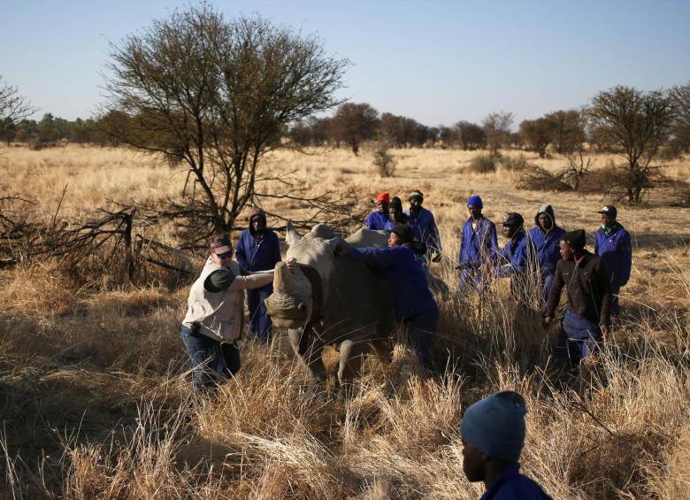 Polémica por una subasta de cuernos de rinoceronte en Sudáfrica