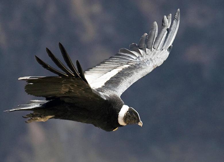 La conservación del cóndor andino, un ave en riesgo de extinción, se ha convertido en una prioridad, que desde 2009 trata de evitar que ese emblemático animal desaparezca de su hábitat milenario. FOTO EFE