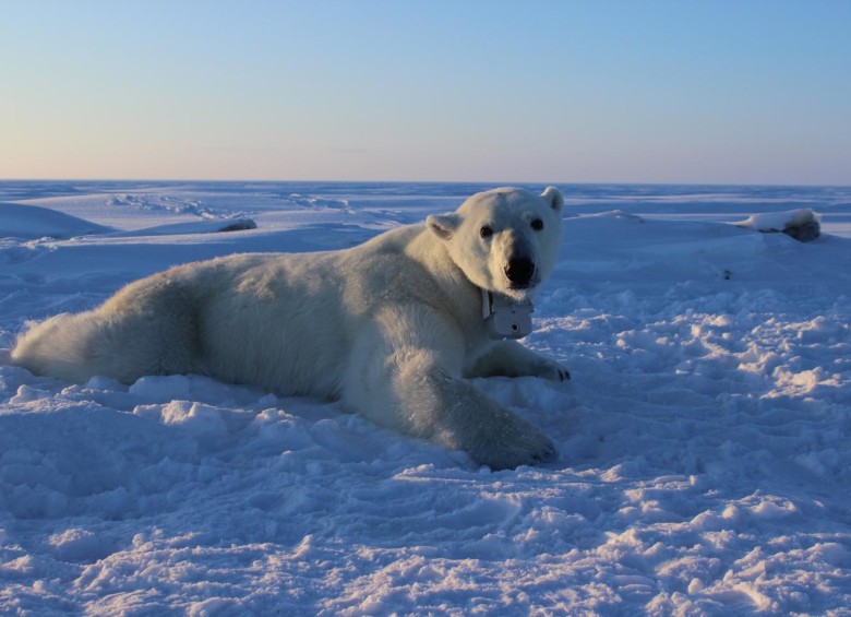 Los osos polares dependen del hielo marino para cazar focas. FOTO: Anthony Pagano, USGS