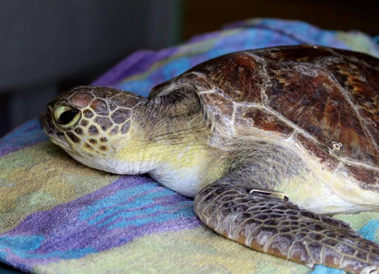 300 tortugas marinas en peligro de extinción murieron atrapadas en redes ilegales en México a finales de agosto. FOTO: EFE