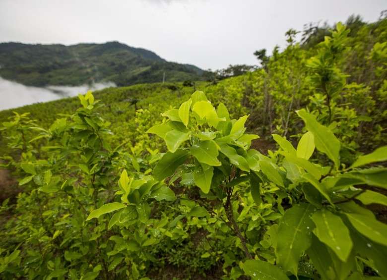 En Colombia, según la ONU, los cultivos de mata de coca aumentaron en un 52%. FOTO ARCHIVO ESTEBAN VANEGAS