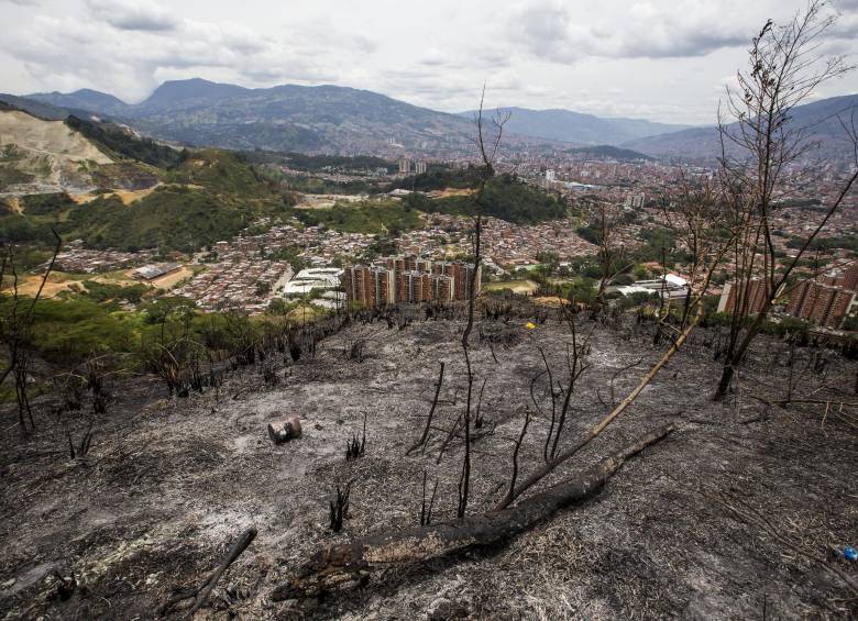 En Medellín se han perdido cerca de 60 hectáreas durante este 2019 por las conflagraciones. FOTO JULIO CÉSAR HERRERA