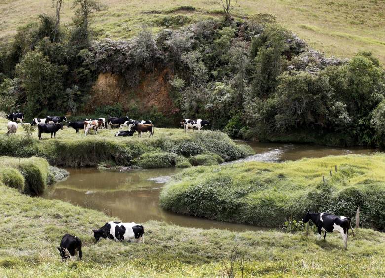 El documento falso permitiría la legalización de ganado robado. FOTO ARCHIVO
