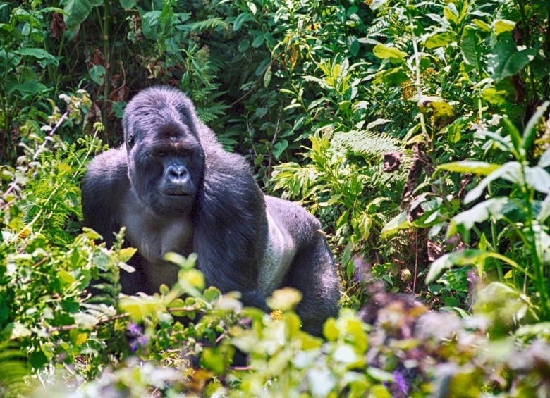 Pasar un día con gorilas en Ruanda hace parte del turismo de lujo que crece en este 2018. Vale $5.000.000 por persona. FOTO sstock 