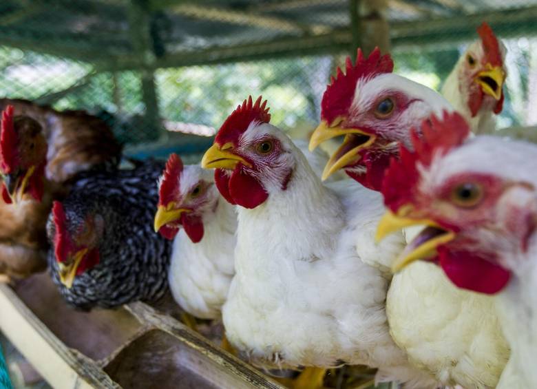 Fenavi advirtió que están en riesgo 70.000 empleos formales del agro colombiano del subsector pollo, que son el sustento de 280.000 colombianos. Foto Julio César Herrera